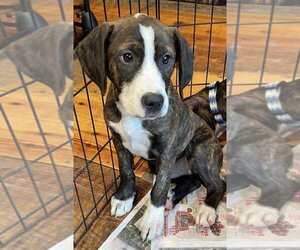 Mutt Dogs for adoption in Candler, NC, USA