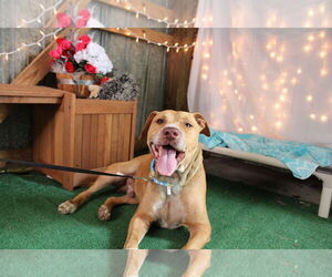 Mutt Dogs for adoption in Crandall, GA, USA