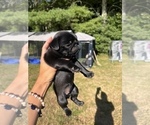 Small Photo #5 Pug Puppy For Sale in FOSTER, RI, USA