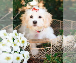 Shih Tzu Dogs for adoption in Corona, CA, USA