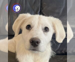 Great Pyrenees Dog for Adoption in Spring, Texas USA