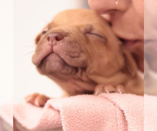 Medium Photo #15 Mutt Puppy For Sale in Philadelphia, PA, USA