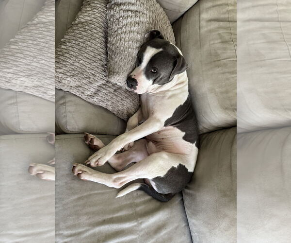 Medium Photo #16 Mutt Puppy For Sale in Doylestown, PA, USA