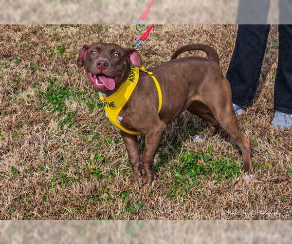 Medium Photo #12 American Pit Bull Terrier-Chocolate Labrador retriever Mix Puppy For Sale in Munford, TN, USA