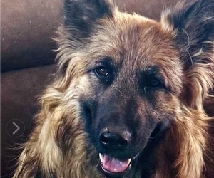 Mother of the King Shepherd puppies born on 07/10/2025