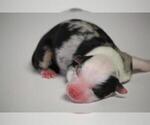 Small Photo #1 Miniature Australian Shepherd Puppy For Sale in CIRCLEVILLE, UT, USA