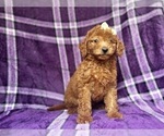 Small #3 Goldendoodle (Miniature)