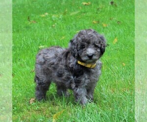 Goldendoodle-Poodle (Miniature) Mix Puppy for sale in GAP, PA, USA