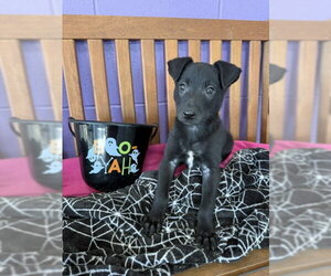 **ALVIN** - Male Border Collie-Unknown Mix Dog for Adoption