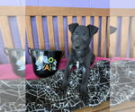 **ALVIN** - Male Border Collie-Unknown Mix Dog for Adoption - Small photo