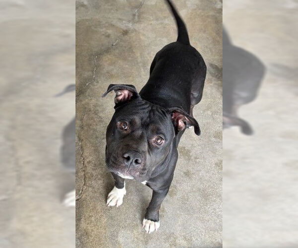 Medium Photo #2 American Pit Bull Terrier Puppy For Sale in San Bernardino, CA, USA