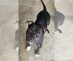 Small #1 American Pit Bull Terrier