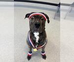 Small #6 American Bulldog Mix