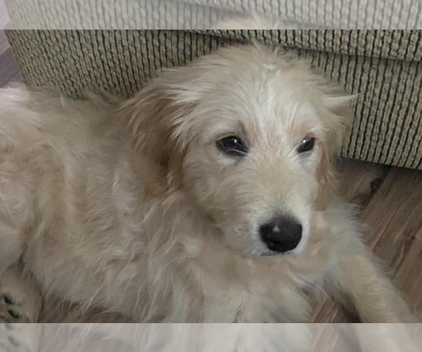 Medium Photo #3 Goldendoodle Puppy For Sale in Scottsboro, AL, USA