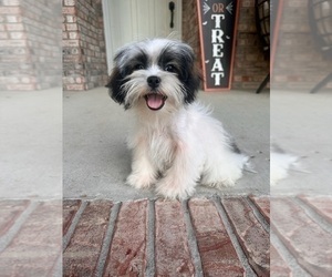 ShihPoo Puppy for Sale in GREENFIELD, Indiana USA