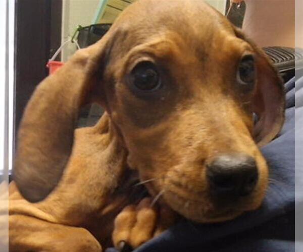 Medium Photo #1 Redbone Coonhound-Unknown Mix Puppy For Sale in Tulsa, OK, USA