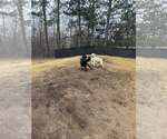 Small #12 Labrador Retriever Mix
