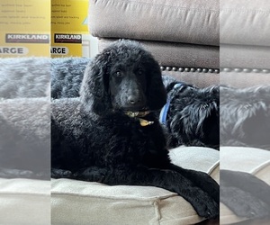 Labradoodle-Poodle (Standard) Mix Puppy for sale in COLORADO SPRINGS, CO, USA