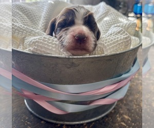 Medium English Springer Spaniel