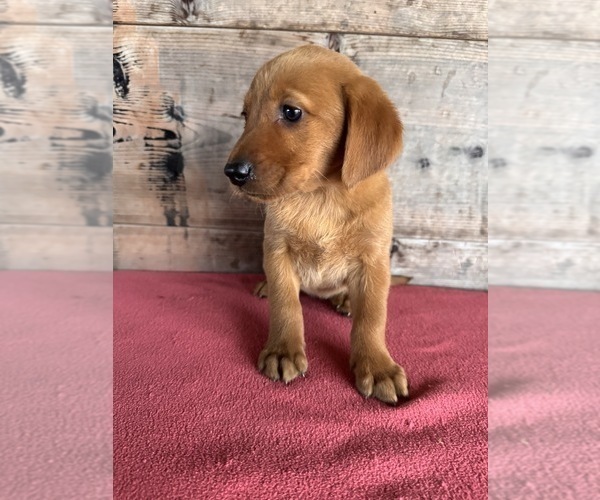 Medium Photo #10 Labrador Retriever Puppy For Sale in VERMONTVILLE, MI, USA