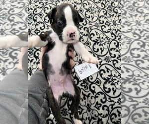 Boxer Puppy for sale in BLOOMINGTON, IL, USA