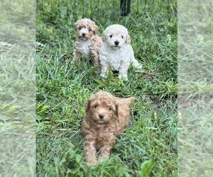 Poodle (Miniature) Puppy for Sale in SIOUX CENTER, Iowa USA