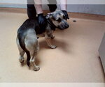 Small German Shepherd Dog Mix