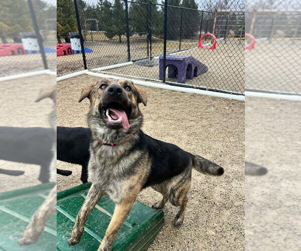 Medium Photo #7 Plott Hound-Unknown Mix Puppy For Sale in Grafton, WI, USA
