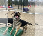 Small #6 Plott Hound Mix