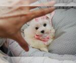 Small #1 Maltese