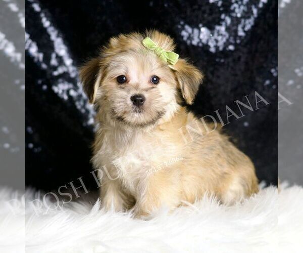 Medium Photo #4 Morkie Puppy For Sale in WARSAW, IN, USA
