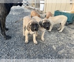 Small Photo #1 Mastiff Puppy For Sale in WARDEN, WA, USA