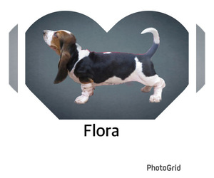Basset Hound Puppy for sale in CLERMONT SOUTH BRANCH POSTAL, FL, USA