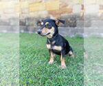 Small #1 Dachshund Mix