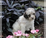 Small Photo #1 Poodle (Standard) Puppy For Sale in FREDERICKSBURG, OH, USA