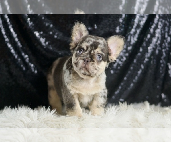 Medium Photo #31 French Bulldog Puppy For Sale in WARSAW, IN, USA