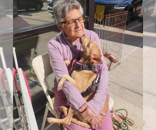 Medium Photo #3 Mutt Puppy For Sale in Dallas, TX, USA