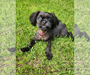 Shih Tzu Dogs for adoption in Arlington, VA, USA