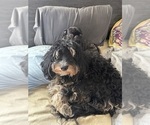 Small Photo #1 Bernedoodle (Miniature) Puppy For Sale in LONGMONT, CO, USA