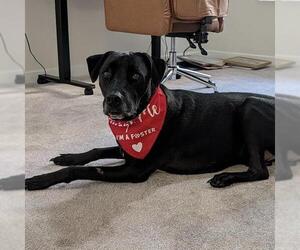 Cocoa - Male Labrador Retriever-Unknown Mix Dog for Adoption - Photo #12