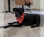 Small Photo #12 Labrador Retriever-Unknown Mix Puppy For Sale in San Diego, CA, USA