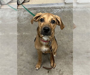 Mutt Dogs for adoption in San Andreas, CA, USA