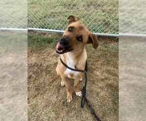 German Shepherd Dog-Unknown Mix Dogs for adoption in Louisville, KY, USA