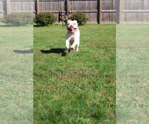 Smoosh - Male Mutt Dog for Adoption
