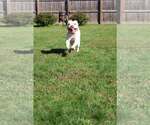 Smoosh - Male Mutt Dog for Adoption - Small photo