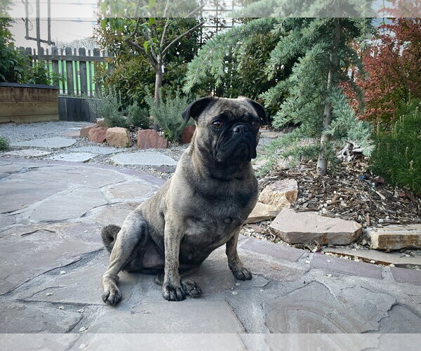 Medium Photo #17 Buggs Puppy For Sale in Sandy, UT, USA