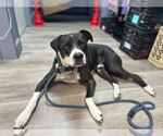 Small #2 Labrador Retriever Mix