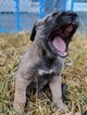 Puppy 2 Irish Wolfhound