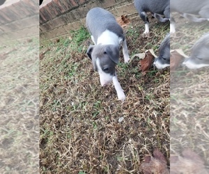 Italian Greyhound Puppy for sale in NESBIT, MS, USA