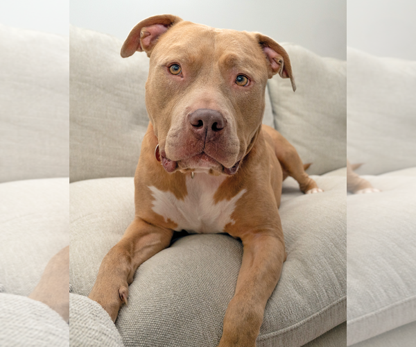 Medium Photo #3 American Pit Bull Terrier Puppy For Sale in Westminster, MA, USA